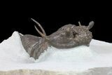 Rare Encrinurus Trilobite From Malvern England #39064-3